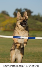 German Shepherd Jumping Agility Jump