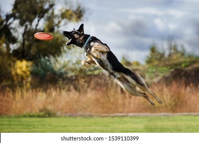 german shepherd jumping high catching flying disk, open mouth, summer outdoors dog sport competition - Powered by Shutterstock