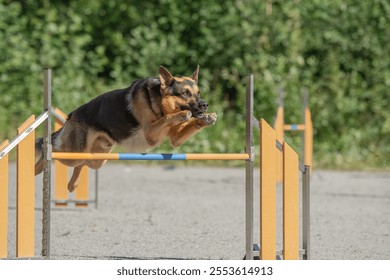 German Shepherd jumps over an agility hurdle on a dog agility course - Powered by Shutterstock