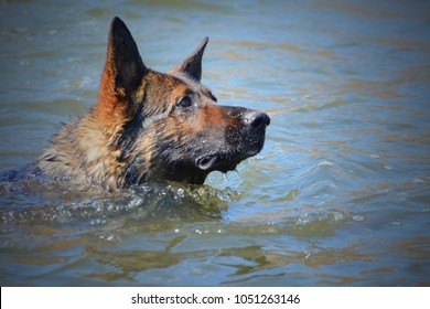 German Shepherd K9 Training In River