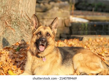 German Shepherd Laying Brown Fall Leaves Stock Photo 2140789469 ...