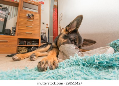 German Shepherd Laying On The Floor And Eating Shoes