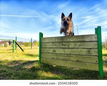 The German Shepherd leaps over a wooden barrier in a sunny park, enjoying an energetic moment in the afternoon. - Powered by Shutterstock