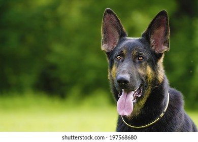 German Puppy Yawning Images Stock Photos Vectors Shutterstock