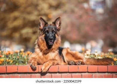 German Shepherd lies in the autumn park. A wonderful German Shepherd, smart and easy to train. Dog in the park in Ukraine - Powered by Shutterstock