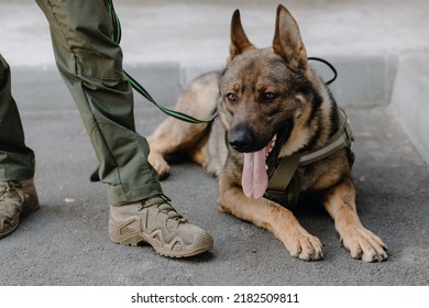  A German shepherd lies at the feet of a military man outdoors, close-up. High quality photo