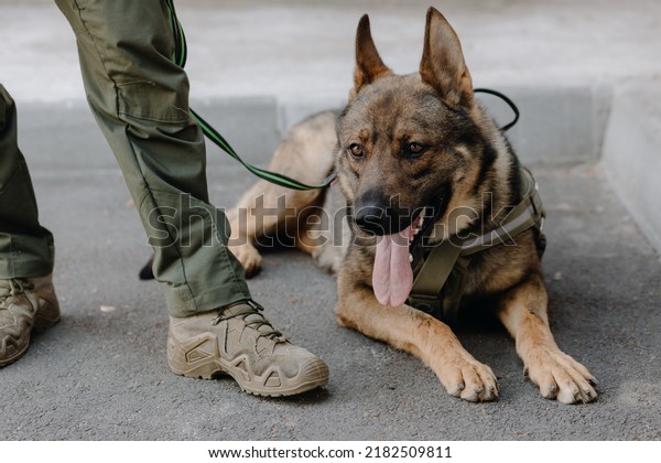  A German shepherd lies at\
the feet of a military man outdoors, close-up. High quality\
photo