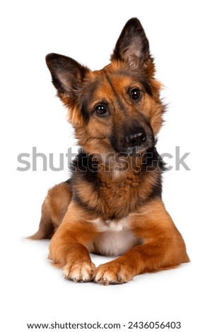 German Shepherd looking street dog, laying down facing front with cute head tilt, looking straight to camera, isolated on a white background