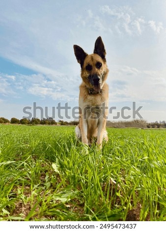 Similar – Image, Stock Photo Margaret Dog Grass Green