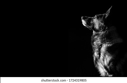 German Shepherd Low Key Black And White Grey Portrait Studio Side Of Dogs Heads Twin Dogs Together