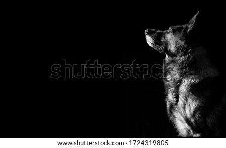 German shepherd low key black and white grey portrait studio side of dogs heads twin dogs together