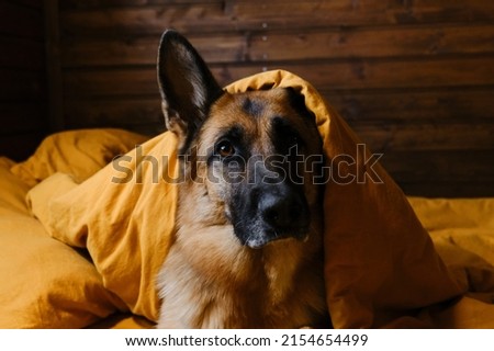 German Shepherd is lying in bed on yellow bed linen, covered with blanket with head. The dog woke up at home in the morning. The hotel is for visitors with pets. Concept animals live like humans.