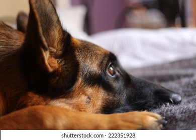 German Shepherd Lying On The Bed At Home