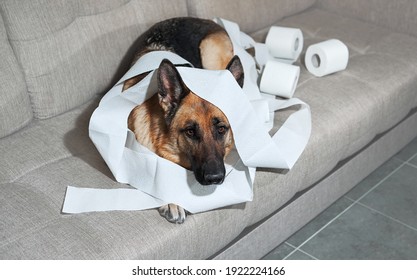 German Shepherd is lying on grey sofa wrapped in toilet paper. Dog indulged little when left alone at home and ate several rolls of toilet paper. Charming guilty pet with sad eyes.