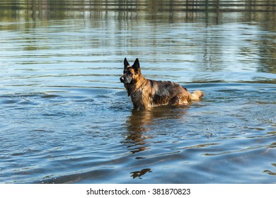 are german shepherds good water dogs