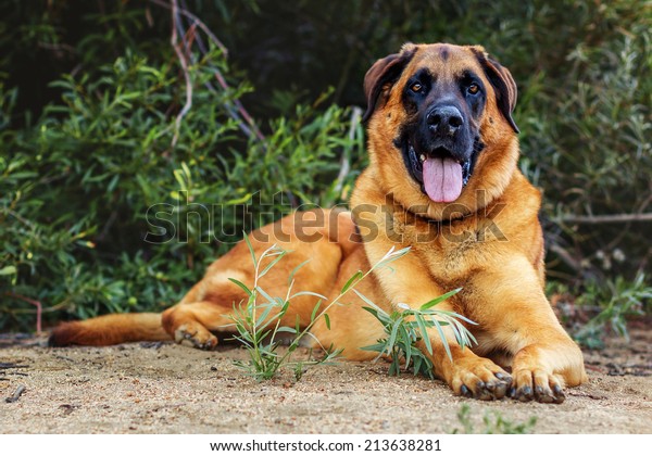 are mastiff german shepherd mix good dogs