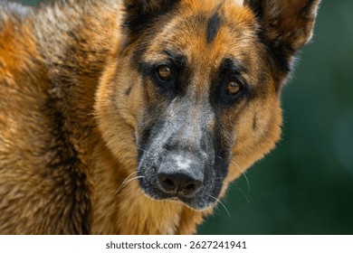 German Shepherd Max staring at the Camera