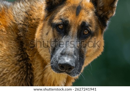 German Shepherd Max staring at the Camera