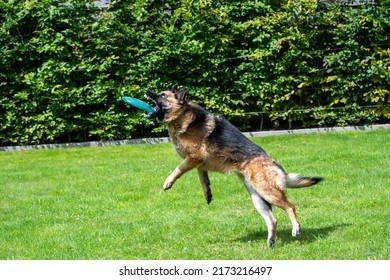 German Shepherd, Mid-flight, Catching A Blue Frisbee