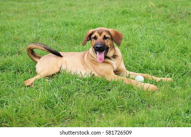 German Shepherd Mix Dog Lying On Grass