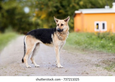 German Shepherd Crossbreed Images Stock Photos Vectors