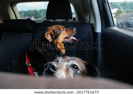 German shepherd mix dog sitting in the back seat of a car, looking out of the window