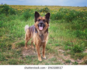 German Shepherd Mix Enjoying A Flower Field