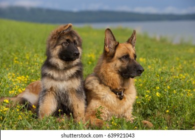 40 German shepherd mom pup Images, Stock Photos & Vectors | Shutterstock