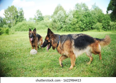German shepherd in motion. Working dog - Shutterstock ID 1622984413