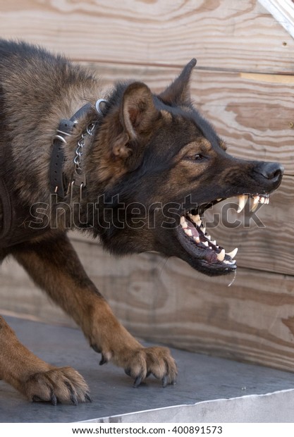 German Shepherd with mouth\
wide open