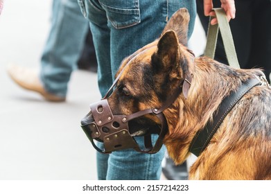 german shepherd in a muzzle - Shutterstock ID 2157214223
