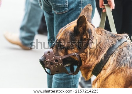 german shepherd in a muzzle