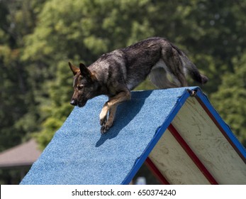 German Shepherd on A Frame Obstacle - Powered by Shutterstock