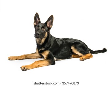 German Shepherd On A White Background