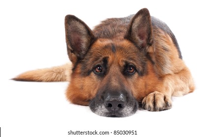 German Shepherd On A White Background