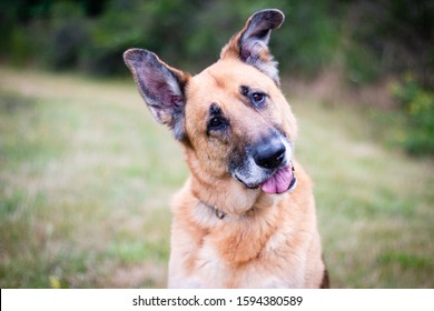 German Shepherd with one floppy ear tilted his head, one of his legs is injured and wrapped, old dog - Powered by Shutterstock