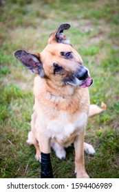 129 German shepherd floppy ear Images, Stock Photos & Vectors