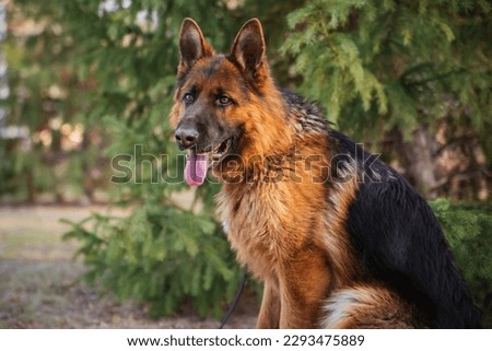 German Shepherd in the park against the background of the Christmas tree. Dog for a walk.