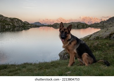 German Shepherd Playing At The Lake