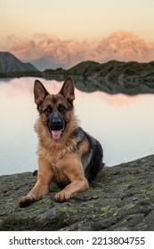 German Shepherd Playing At The Lake