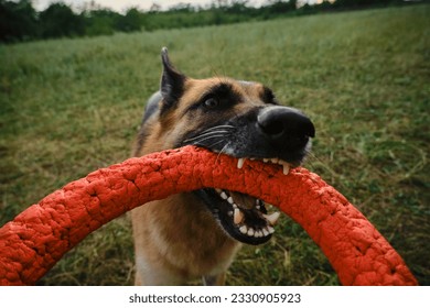 German Shepherd plays rubber ring tug-of-war with man in summer park. Active and energetic dog holds round red toy with teeth and looks up. Playing with owner, top view from first person. - Powered by Shutterstock