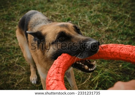 German Shepherd plays rubber ring tug-of-war with man in summer park. Active and energetic dog holds round red toy with teeth and looks up. Playing with owner, top view from first person.