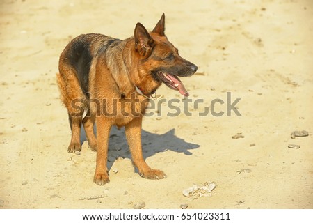 German shepherd portrait