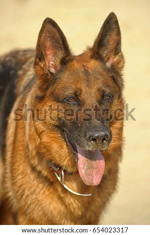 German shepherd portrait
