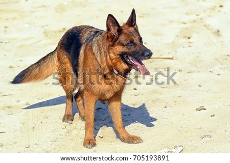 German shepherd portrait