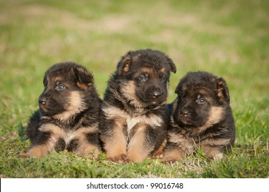 German Shepherd Puppies