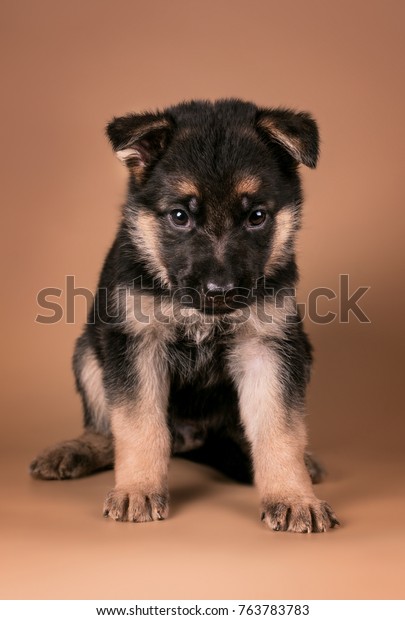 german shepherd puppy 1 month