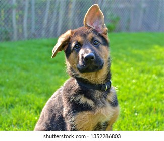 German Shepherd Puppy