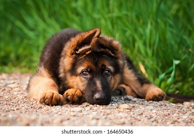 German Shepherd Puppy