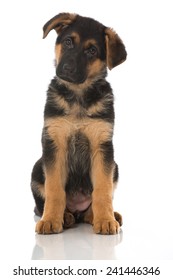 German Shepherd Puppy